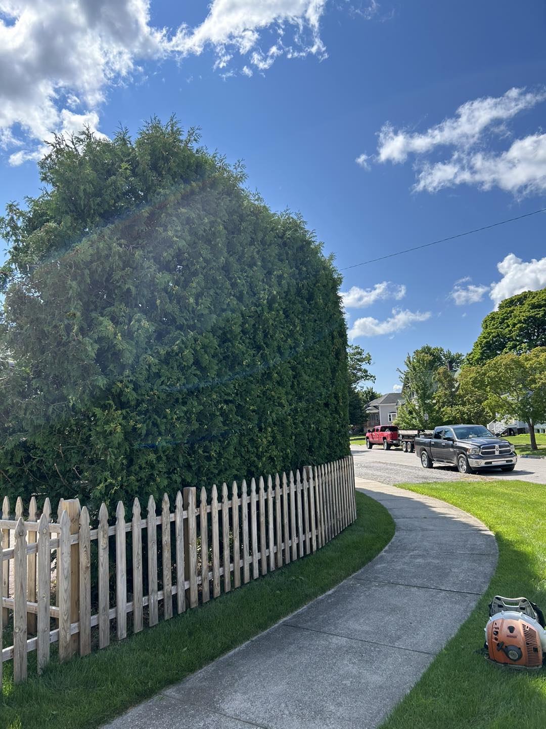 Professional hedge trimming